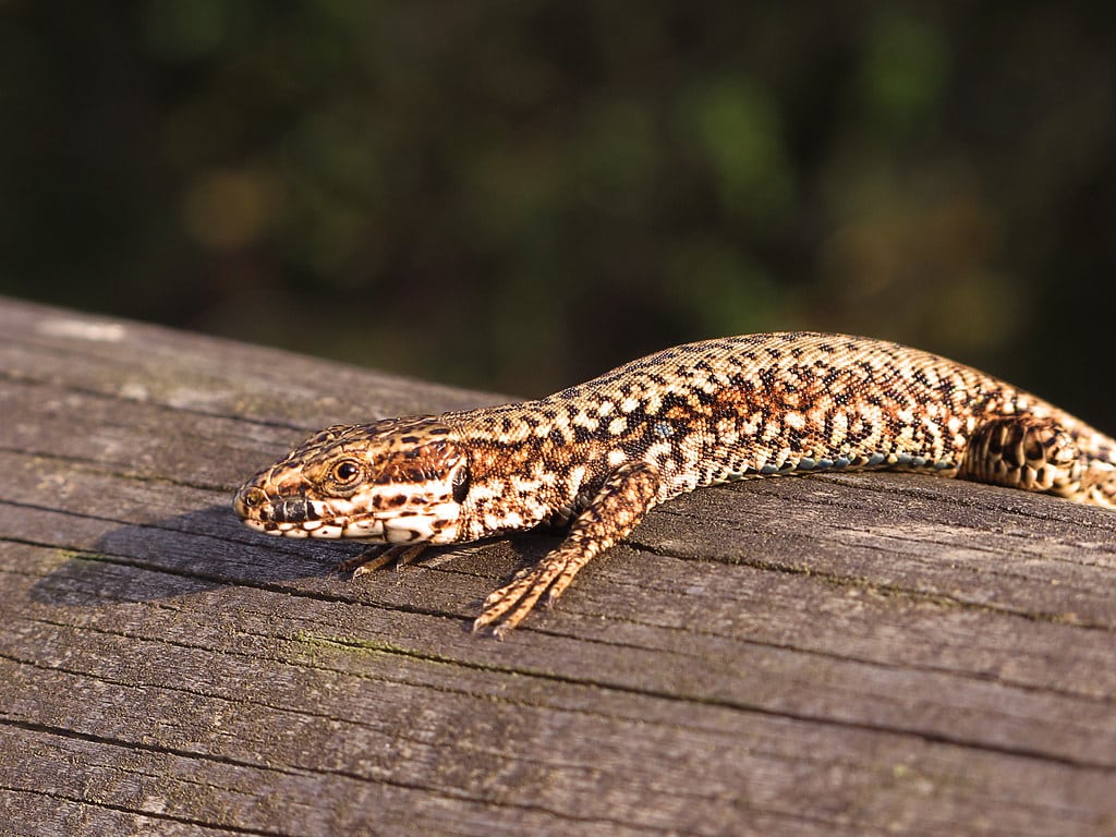 Podarcis muralis Podarcis muralis