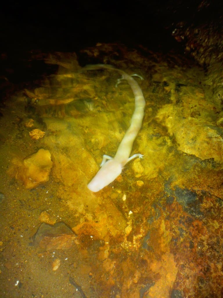 proteus anguinus