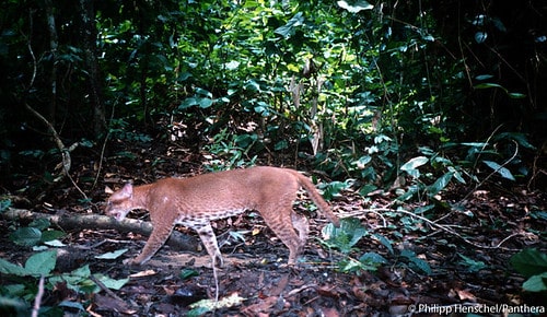 One of first photos of a living, wild African golden cat