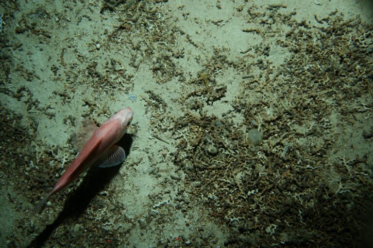 brucerolis brandtae and hoplostethus atlanticus