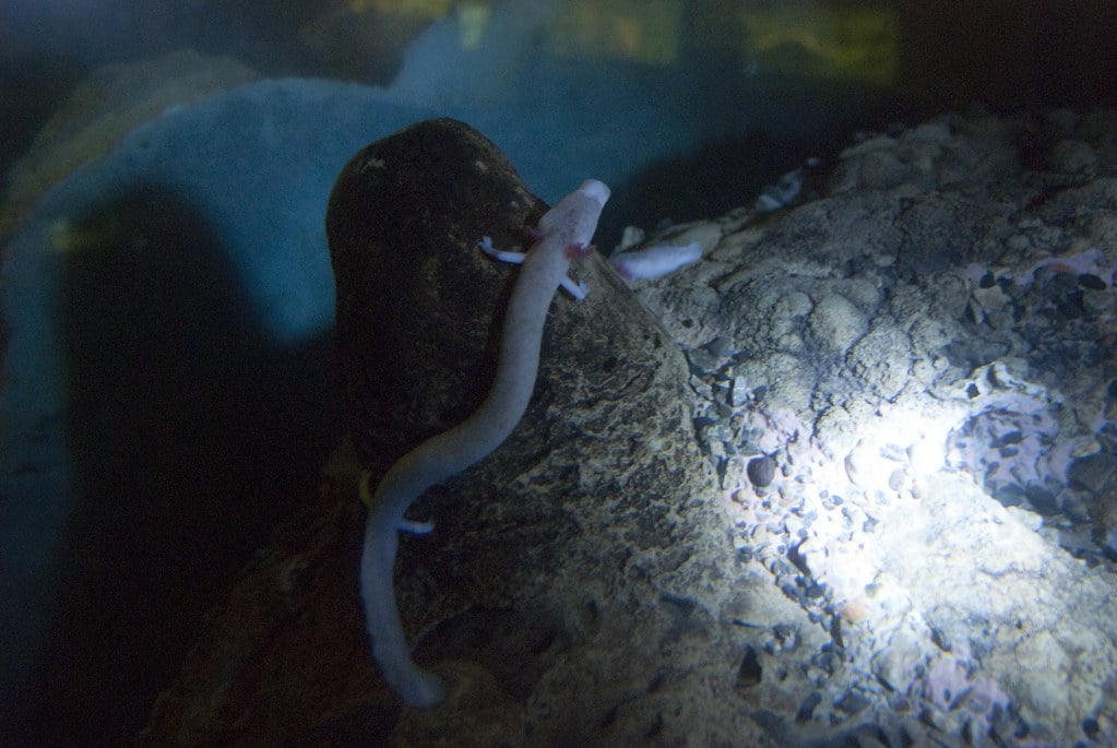 proteus anguinus