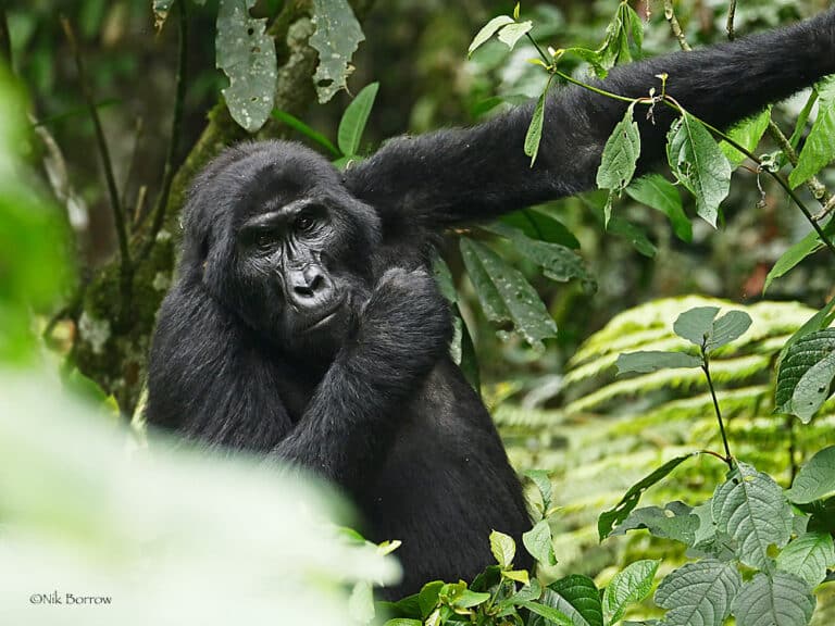 Eastern Gorilla Gorilla beringei Eastern Gorilla Gorilla beringei