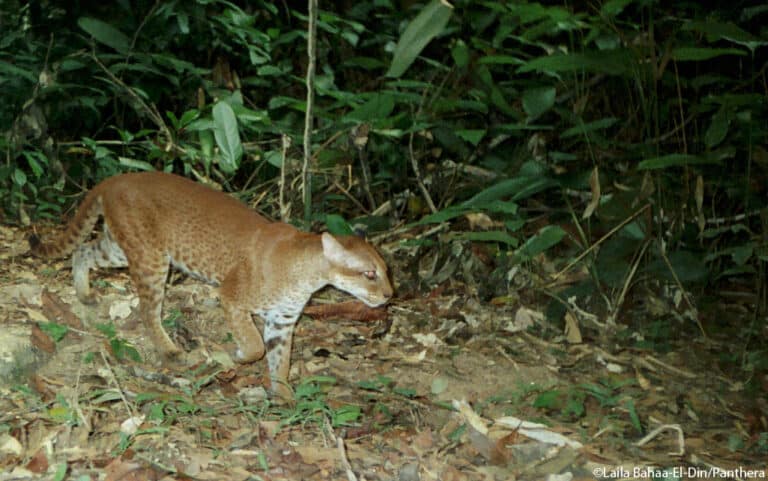 African golden cat