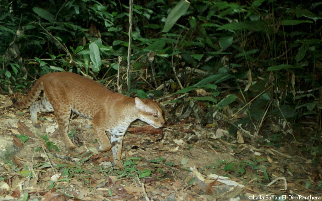 African golden cat