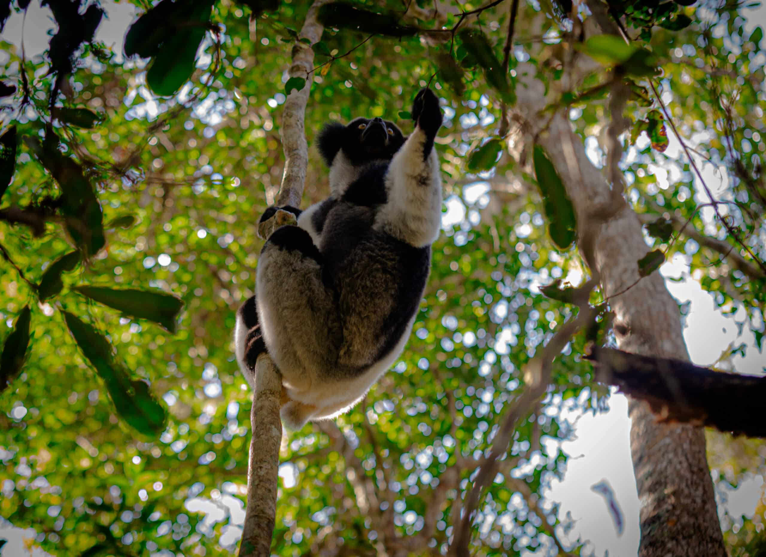 indri indri