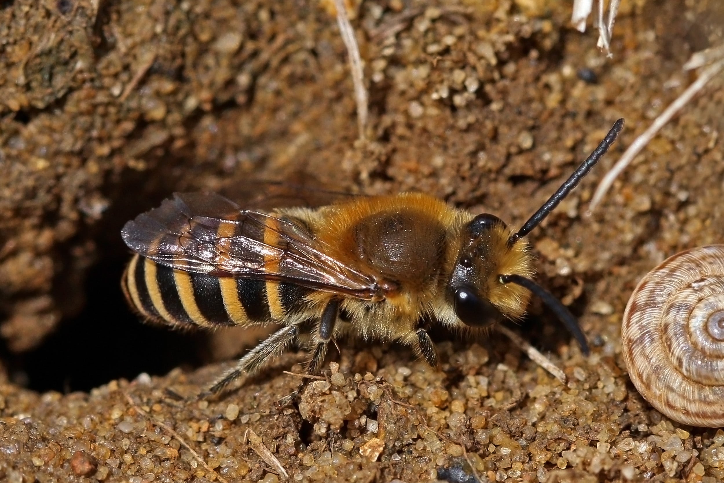 file:ivy bee (colletes hederae) male.jpg