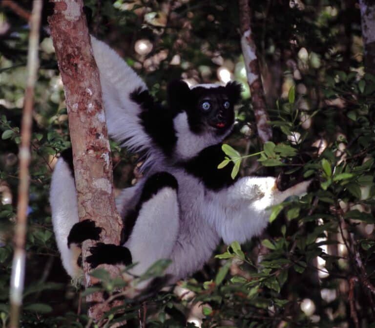 file:indri (indri indri) (7620904288).jpg