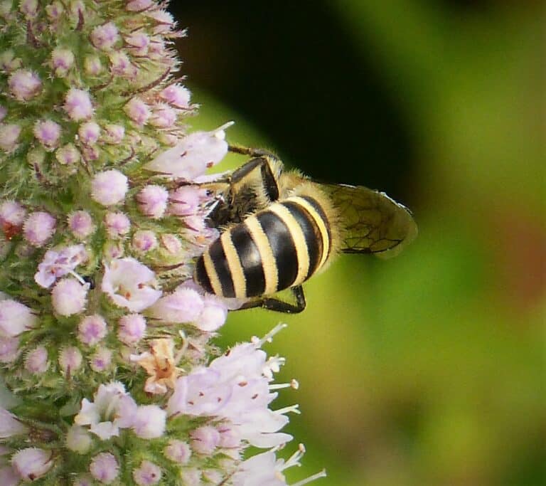 colletes hederae (29675019077)