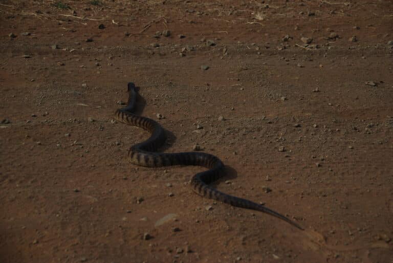 fierce snake (inland taipan) fierce snake (inland taipan)