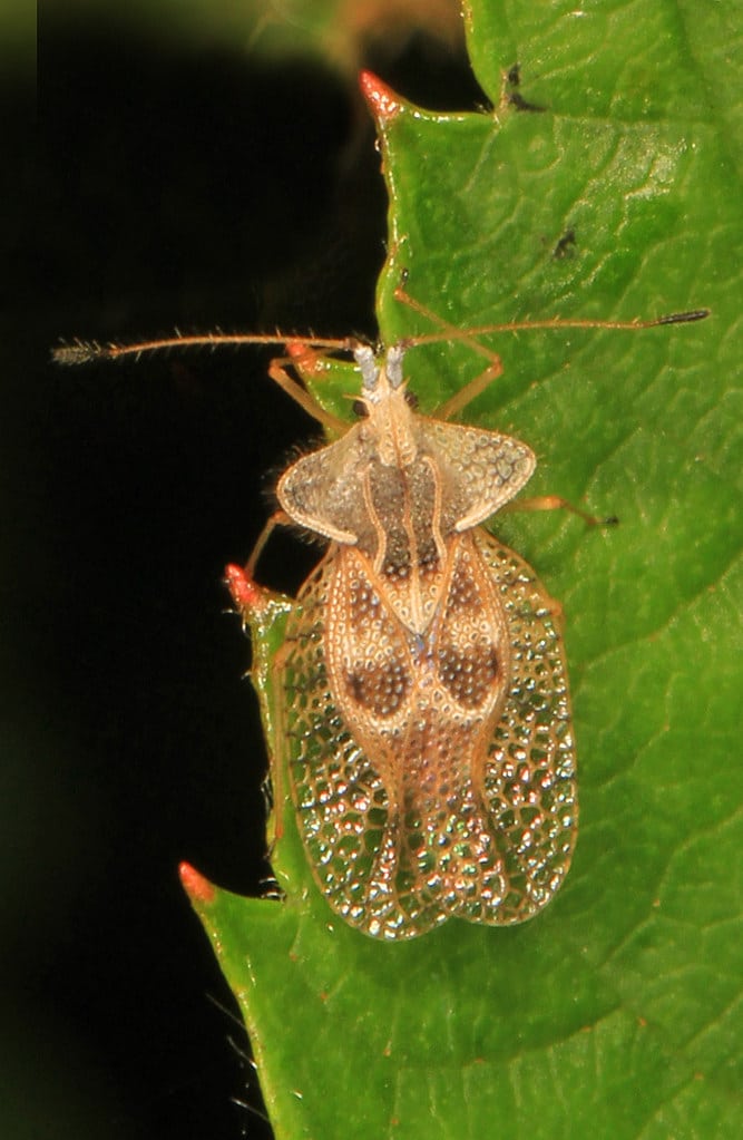 Eggplant Lace Bug – Gargaphia solani, Meadowood Farm SRMA, Mason Neck, Virginia Eggplant Lace Bug – Gargaphia solani, Meadowood Farm SRMA, Mason Neck, Virginia