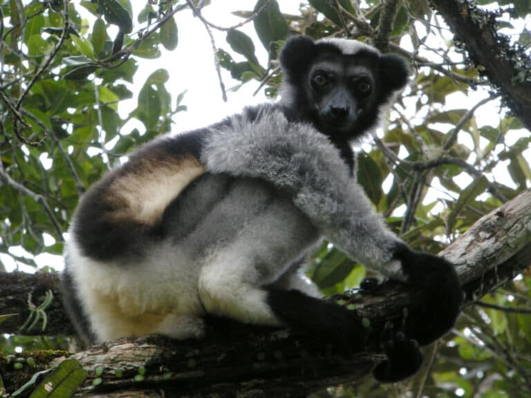 indri indri by frank vassen