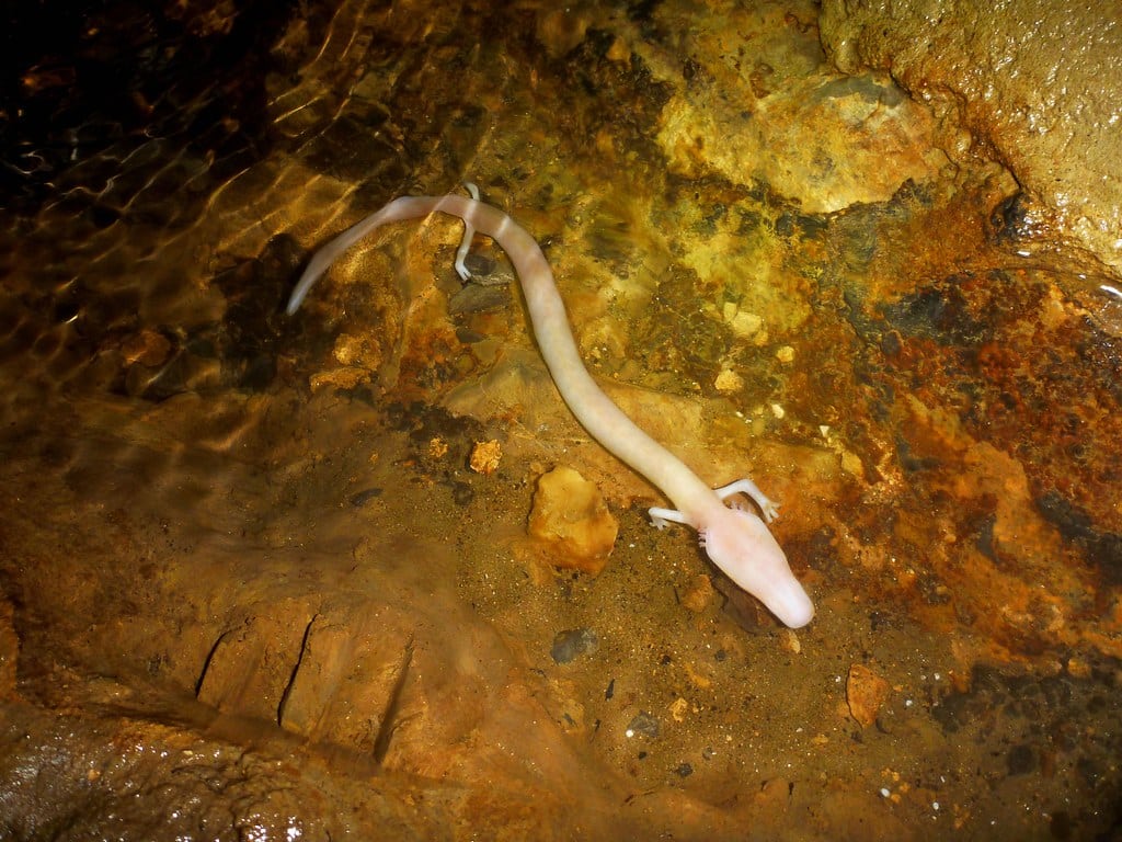 proteus anguinus
