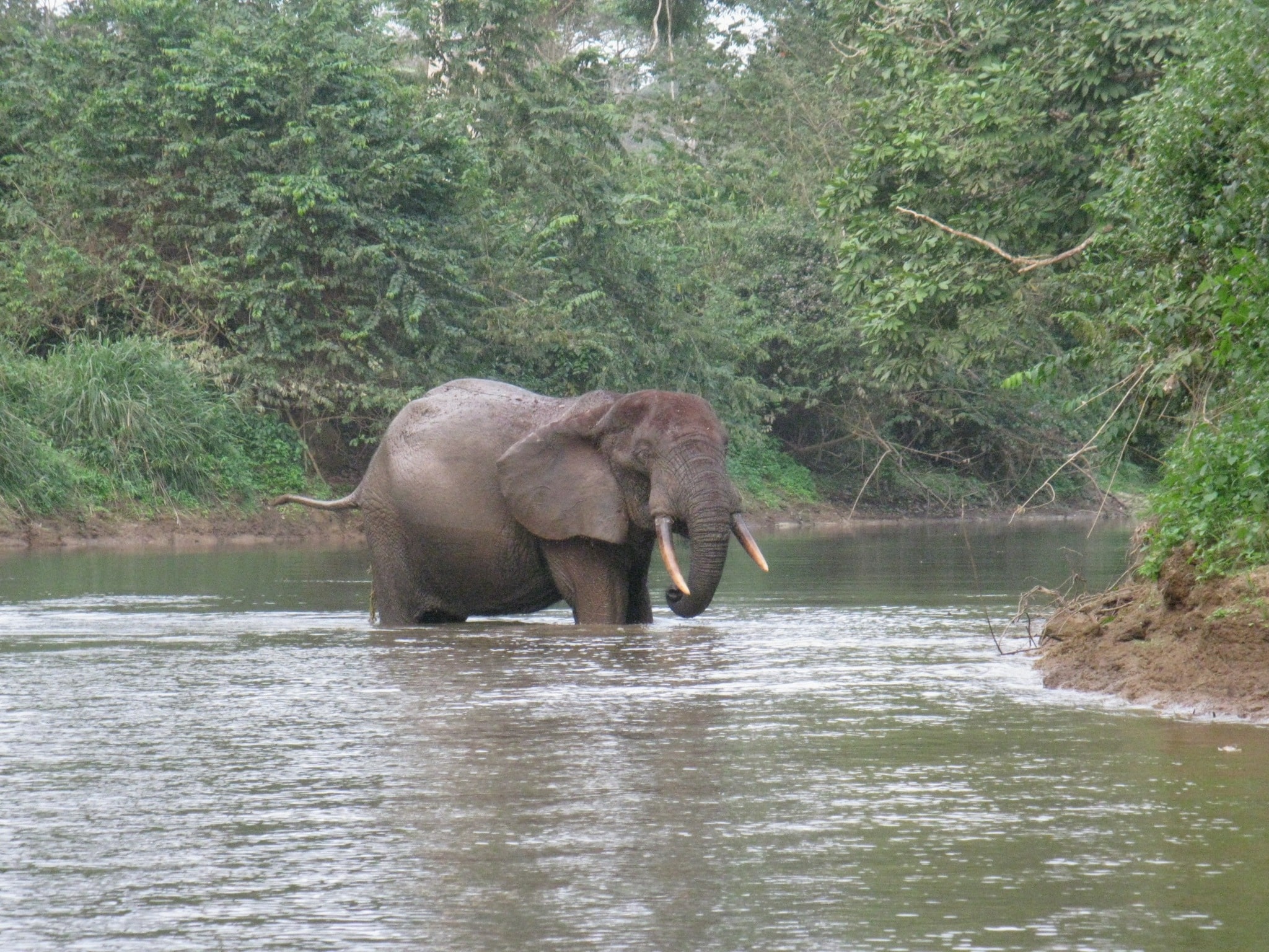 Loxodonta cyclotis 107154527 Loxodonta cyclotis 107154527