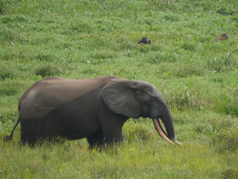 Loxodonta cyclotis 29048934 Loxodonta cyclotis 29048934