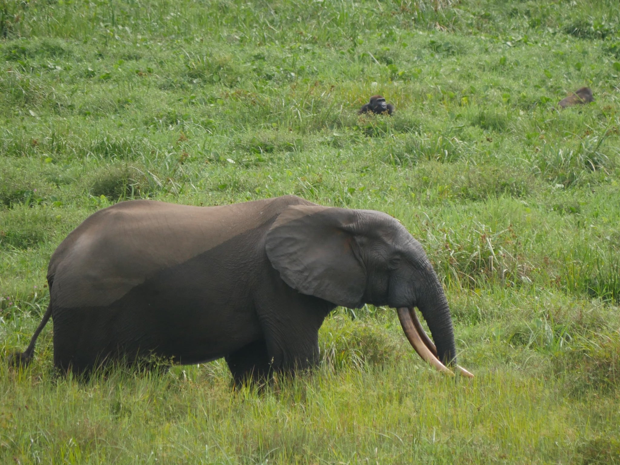 Loxodonta cyclotis 29048934 Loxodonta cyclotis 29048934