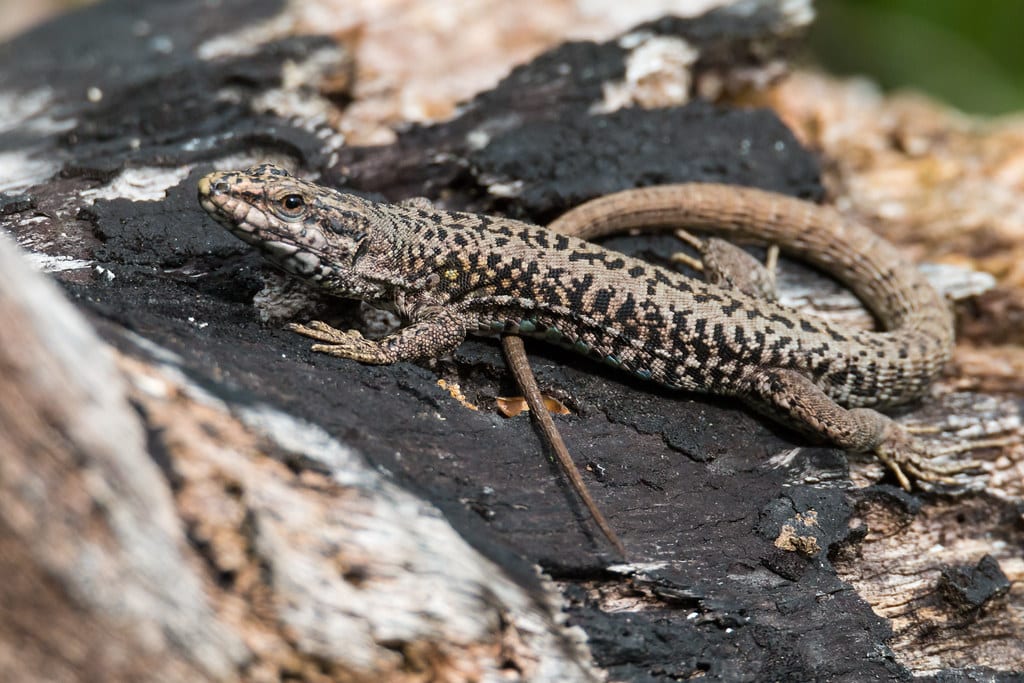 Lézard des murailles (Podarcis muralis) Lézard des murailles (Podarcis muralis)