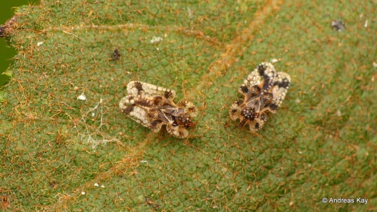 Lace bug, Tingidae Lace bug, Tingidae