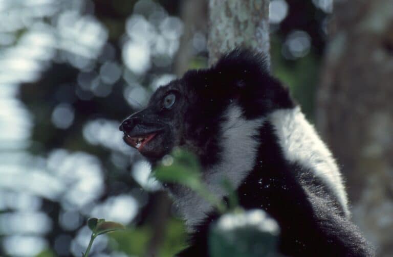 indri (indri indri) (44120519435)