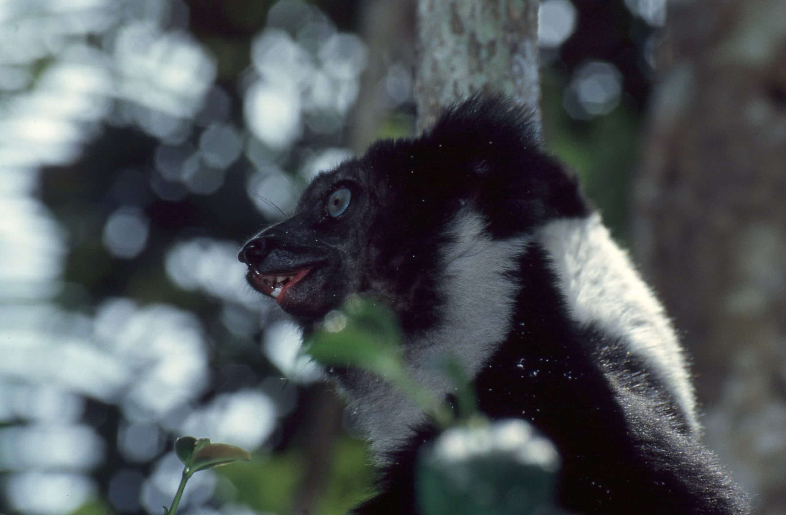 indri (indri indri) (44120519435)