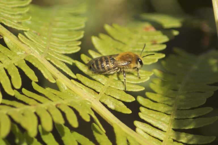 colletes hederae (abeilles du lierre)