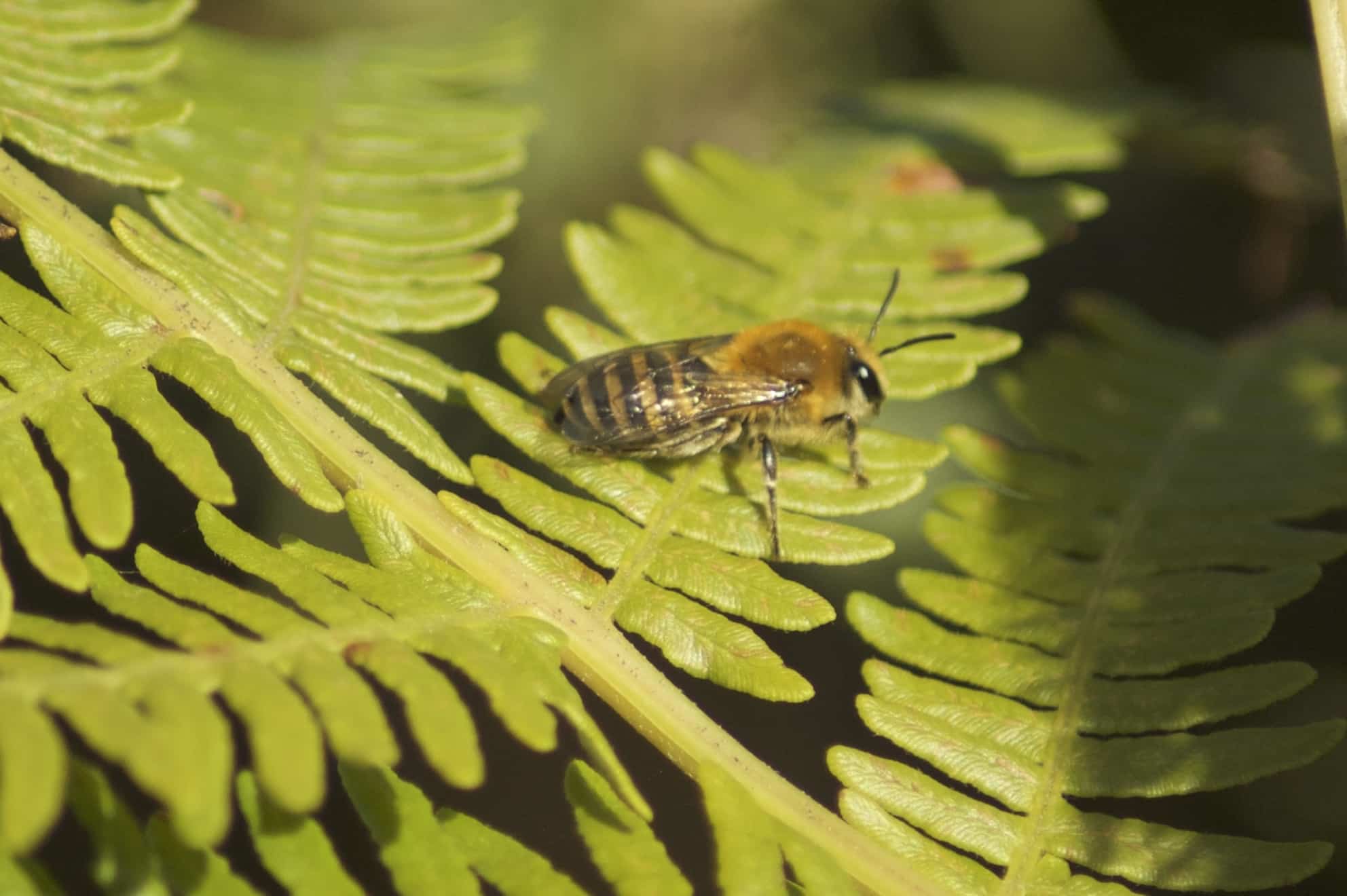 colletes hederae (abeilles du lierre)