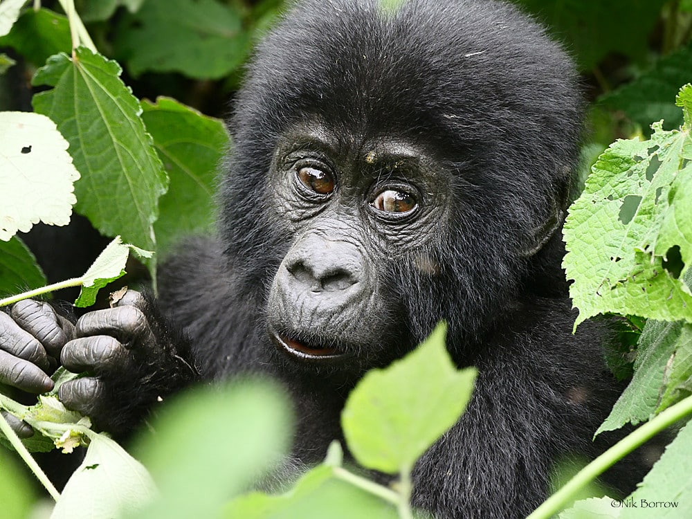 Eastern Gorilla Gorilla beringei Eastern Gorilla Gorilla beringei