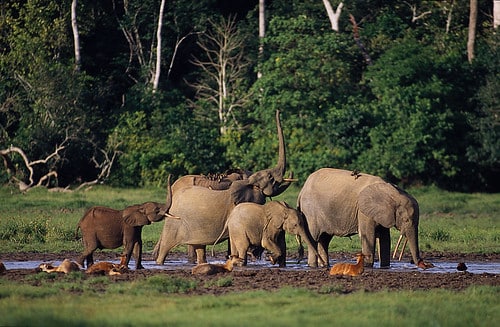 Loxodonta cyclotis Loxodonta cyclotis
