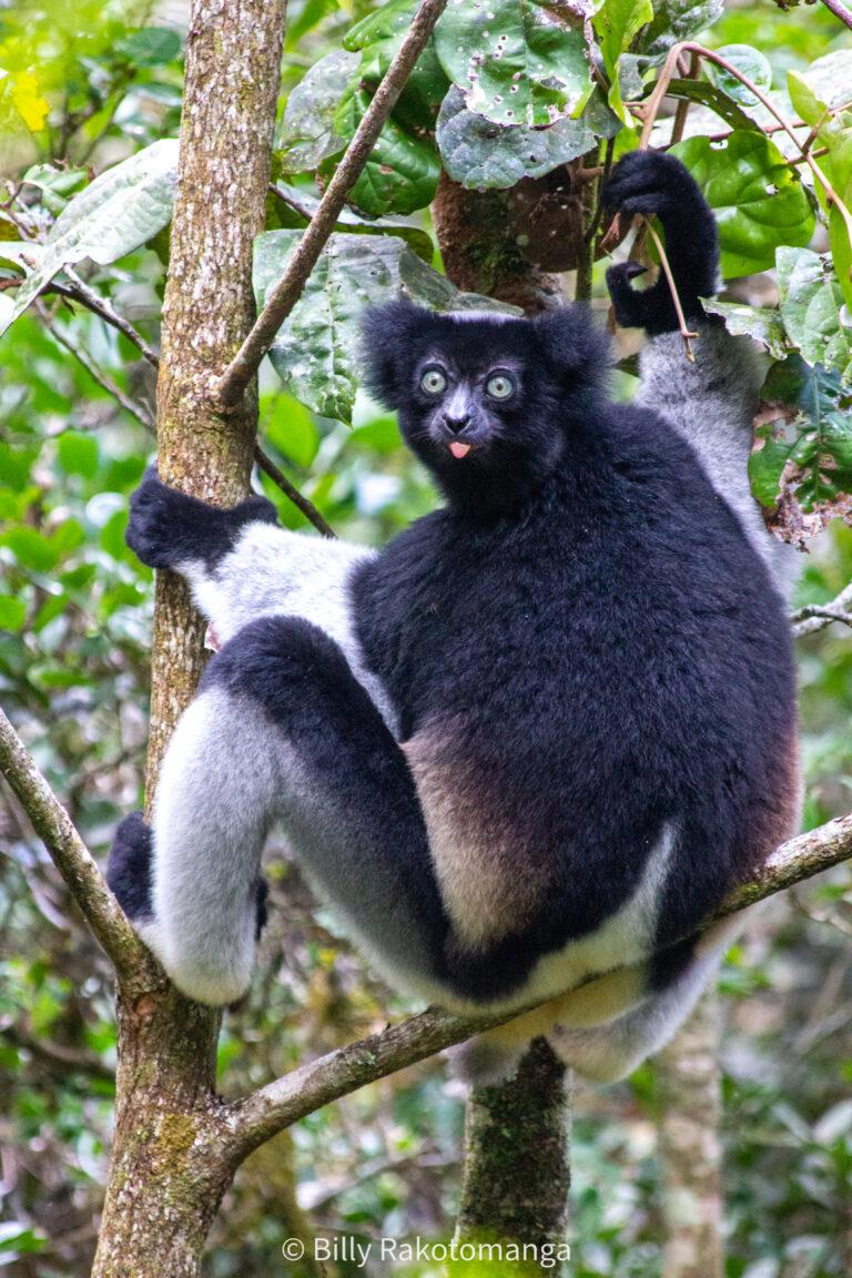 indri indri (babakoto)
