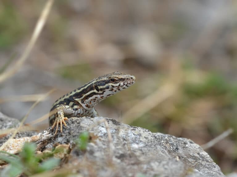 Podarcis muralis Podarcis muralis
