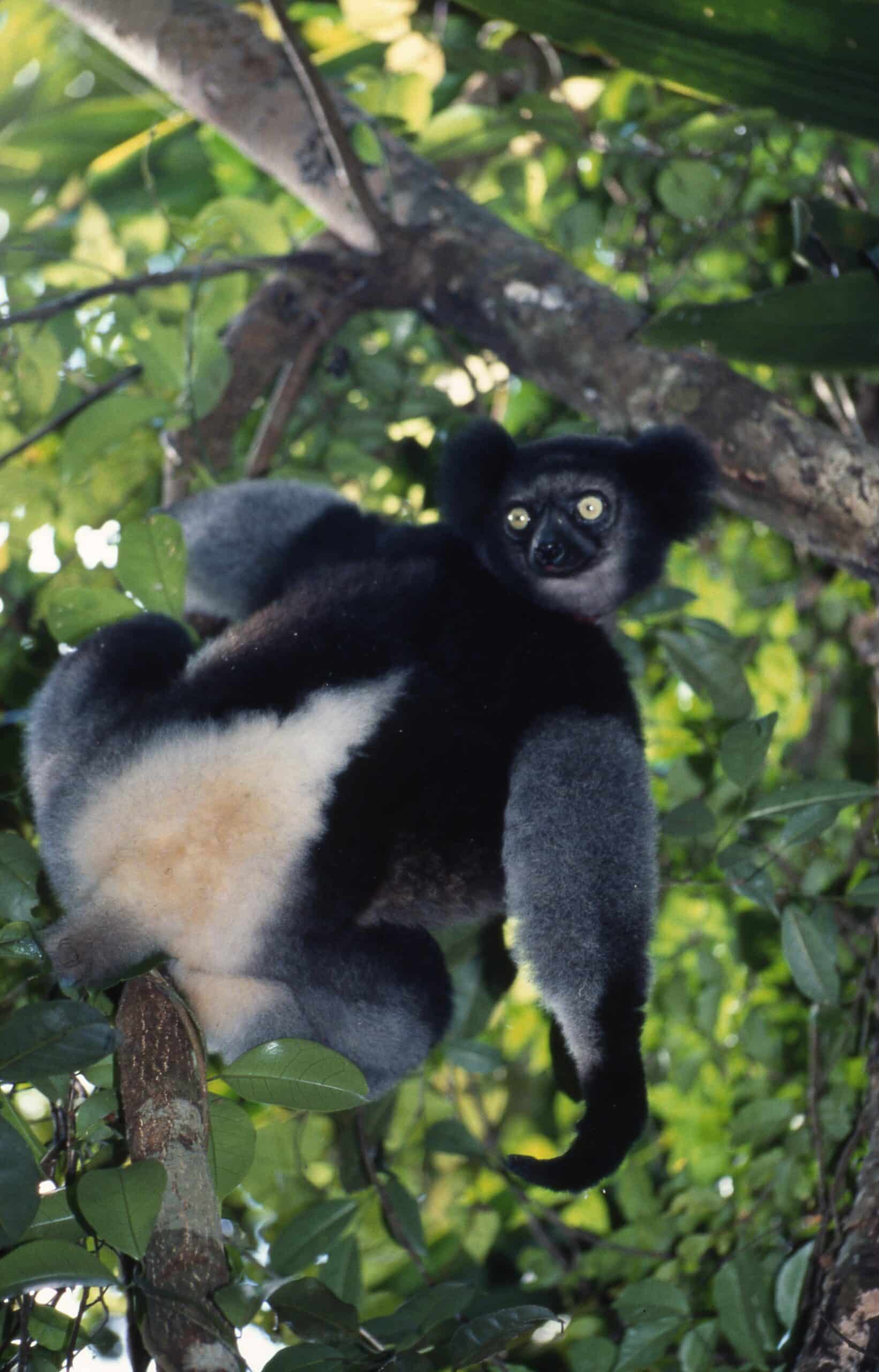 file:indri 2.jpg