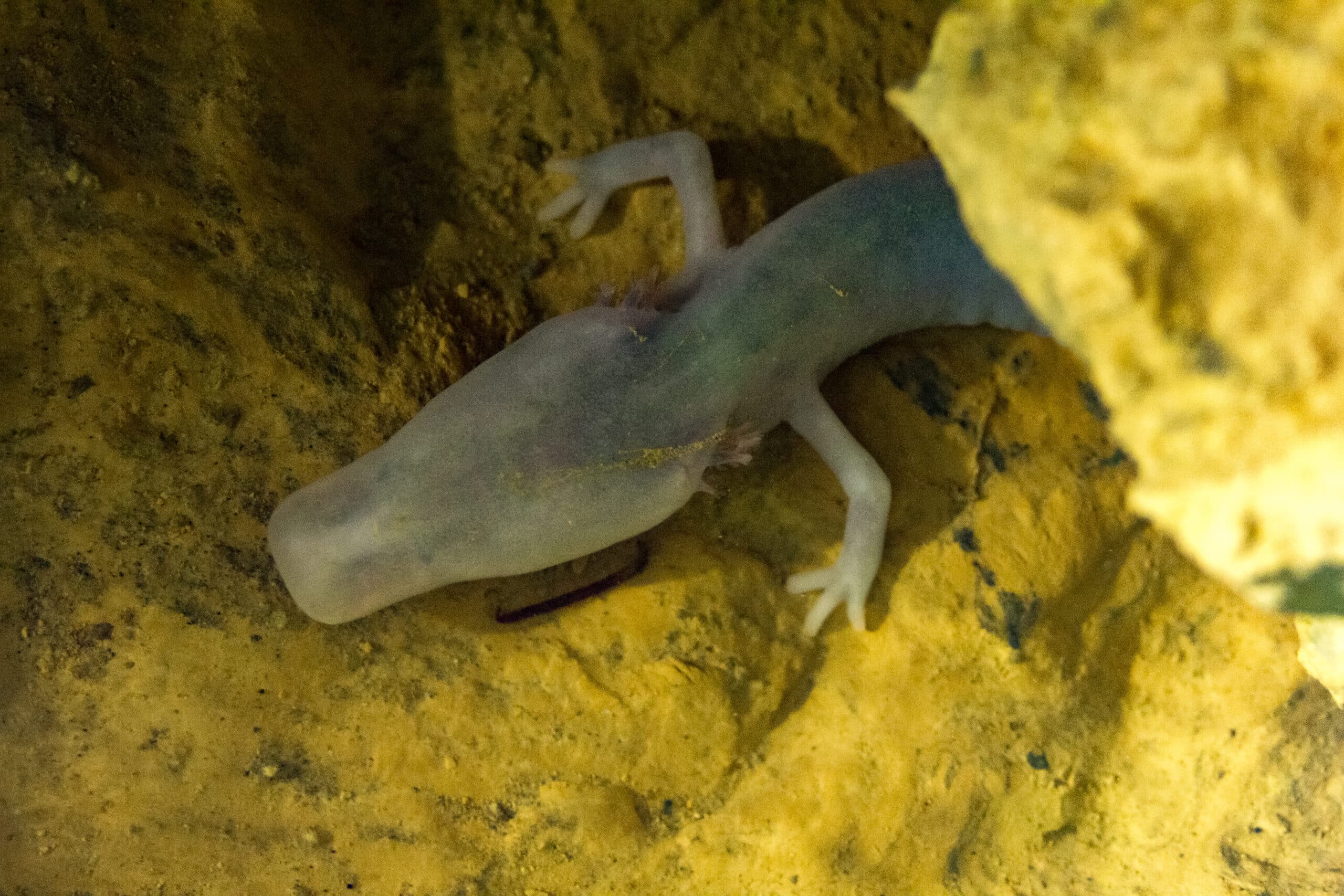 file:olm (proteus anguinus) in moulis, ariege (laboratoire souterraine, cnrs) (33755905584).jpg