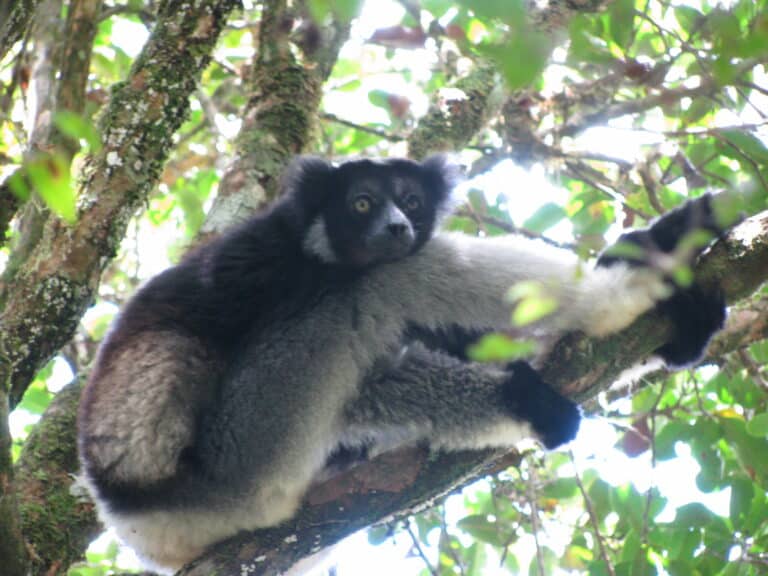 indri andasibe