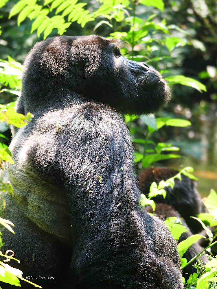 Eastern Gorilla Gorilla b. beringei Eastern Gorilla Gorilla b. beringei