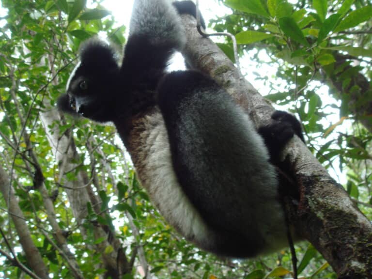 indri indri 04