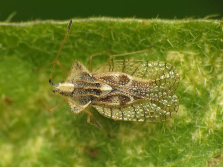 Eggplant Lace Bug (28739524151) Eggplant Lace Bug (28739524151)