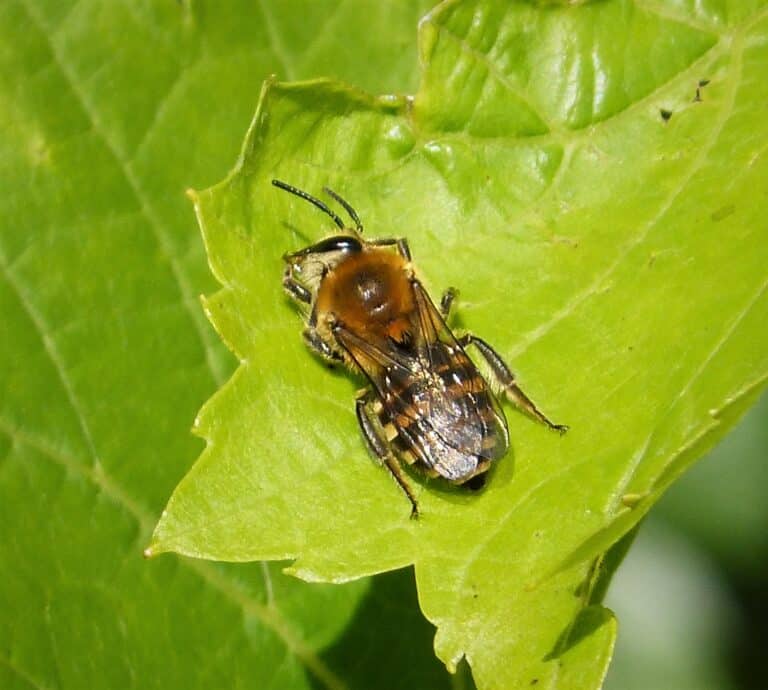 colletes hederae. ivy bee (36999616306)