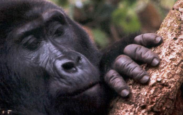 Mountain gorilla finger detail.KMRA Mountain gorilla finger detail.KMRA