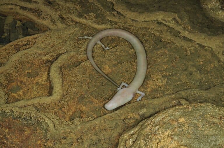 proteus anguinus