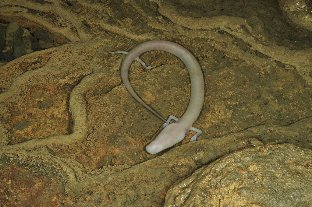 proteus anguinus