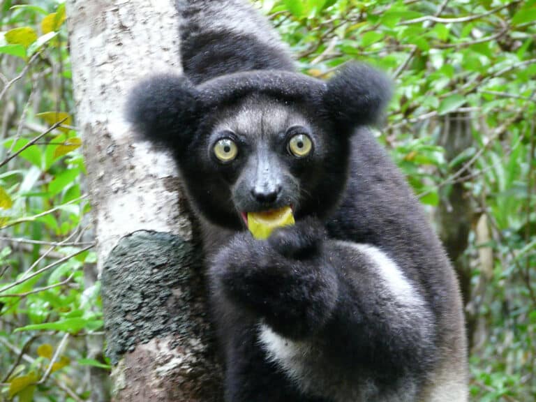 file:indri head.jpg Indri