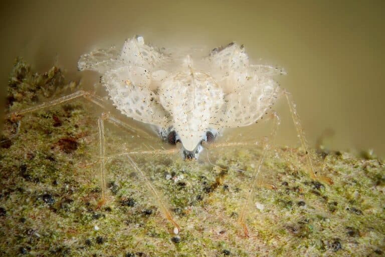 Sycamore Lace Bug Sycamore Lace Bug