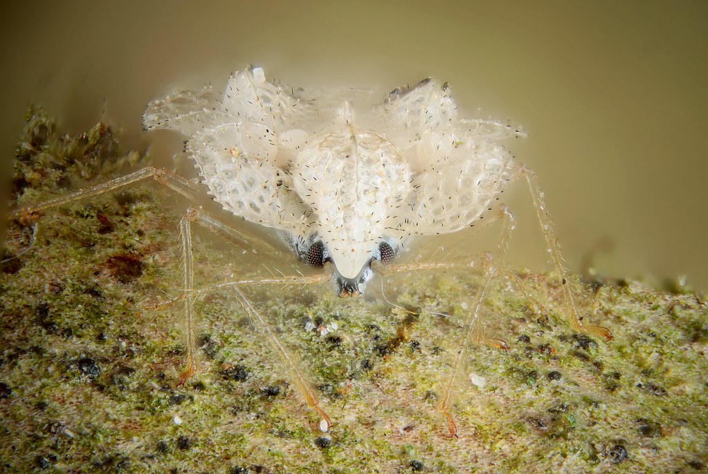 Sycamore Lace Bug Sycamore Lace Bug