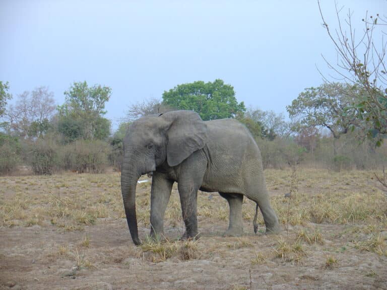Loxodonta cyclotis 110278699 Loxodonta cyclotis 110278699