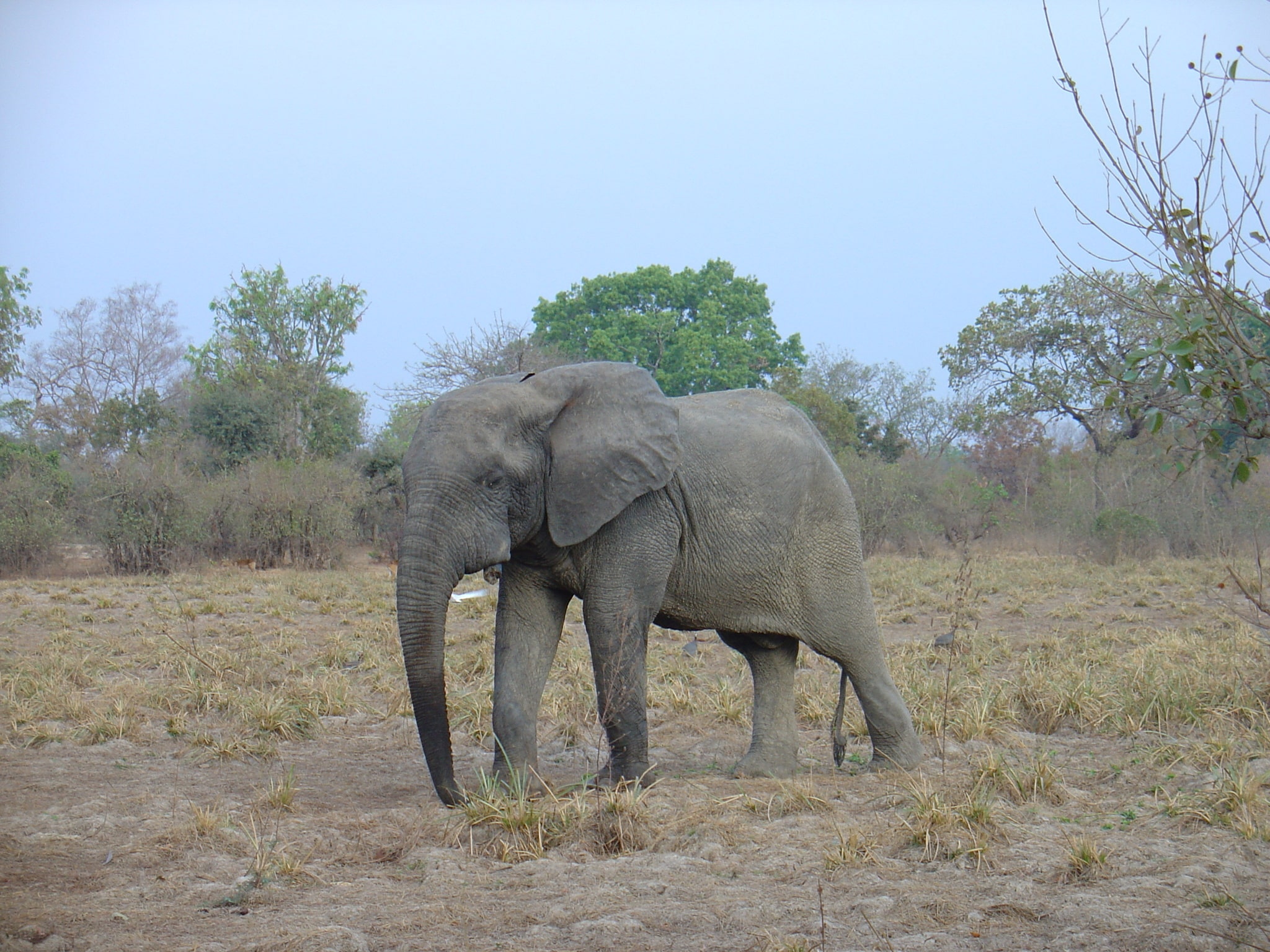 Loxodonta cyclotis 110278699 Loxodonta cyclotis 110278699