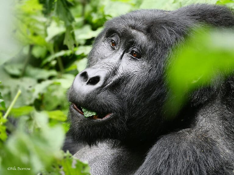 Eastern Gorilla Gorilla beringei Eastern Gorilla Gorilla beringei