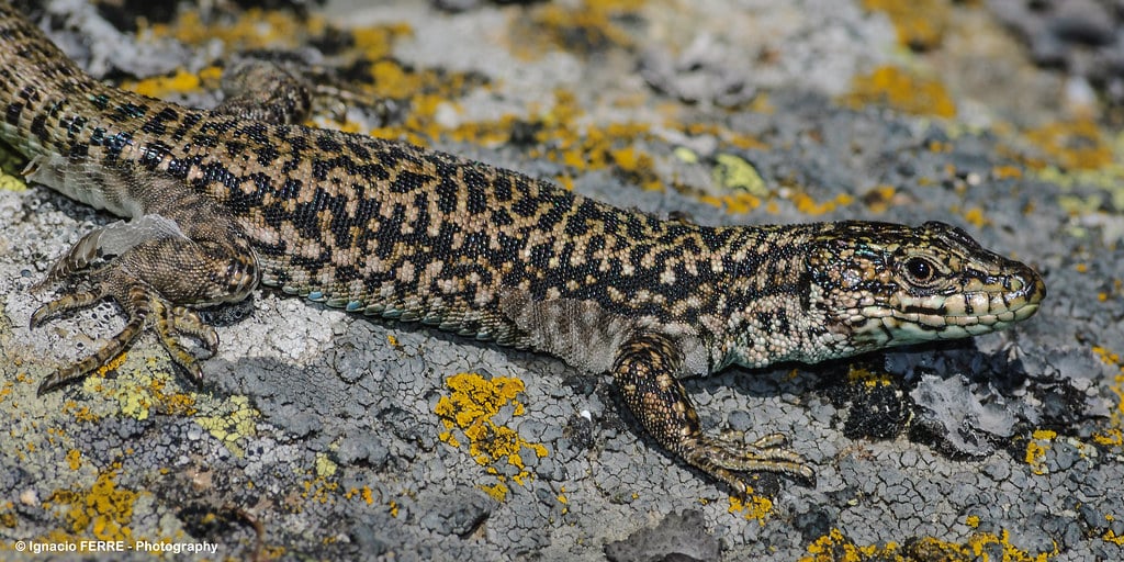 Podarcis muralis (male) Podarcis muralis (male)