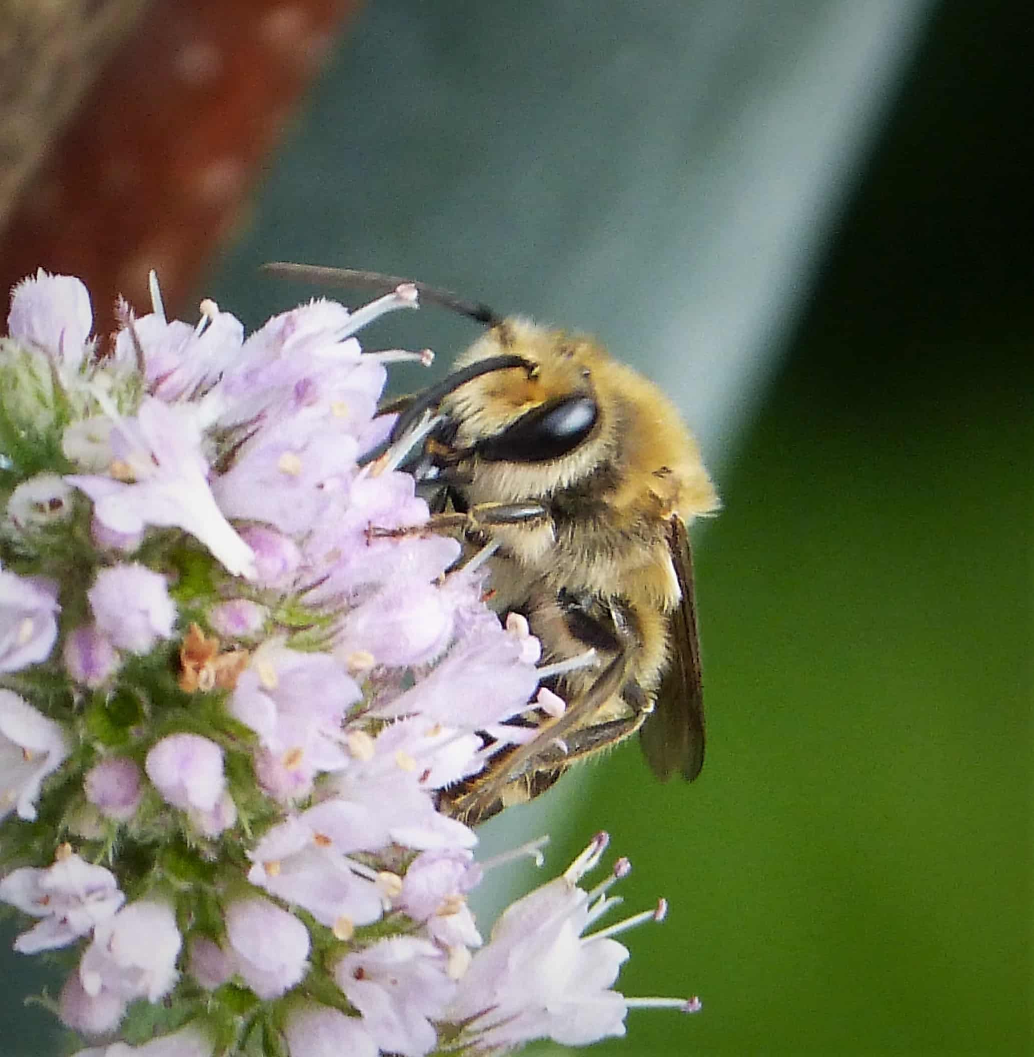 colletes hederae (44613698121)