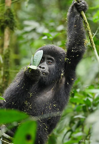 Eastern Gorilla Gorilla beringei Eastern Gorilla Gorilla beringei