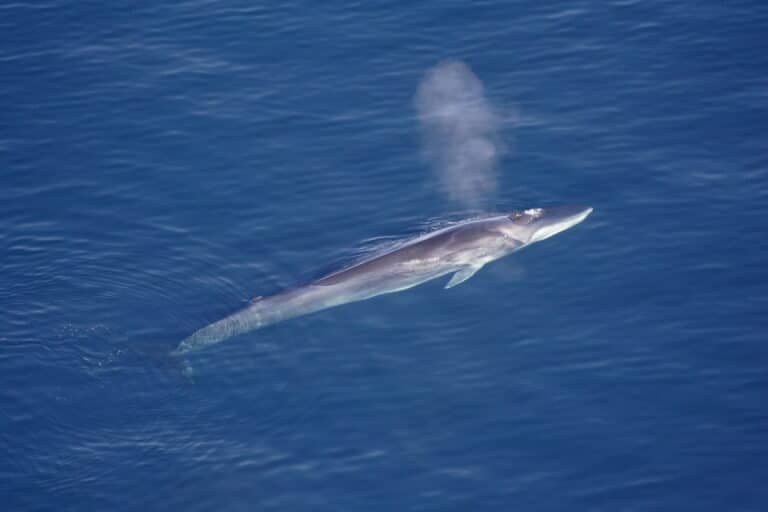 file:finhval.jpg file:finhval.jpg Fin Whale