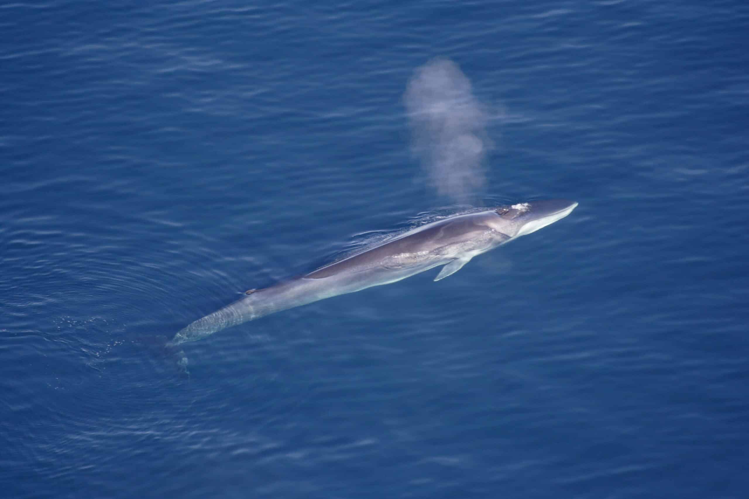 file:finhval.jpg file:finhval.jpg Fin Whale